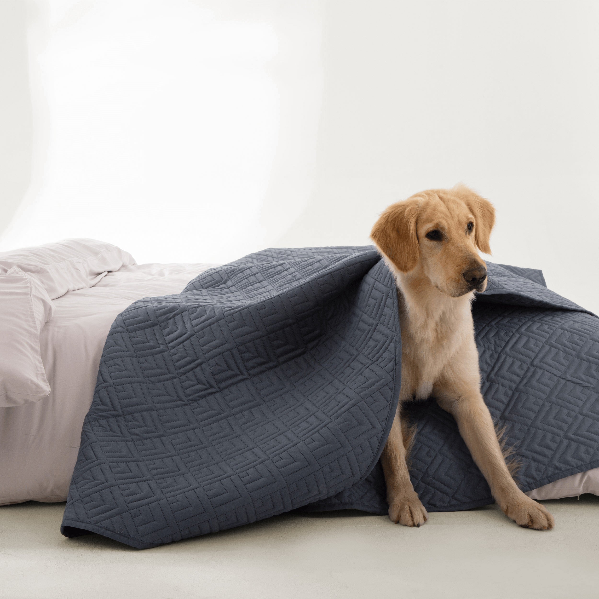 FURRFREE Quilt Set - Pet Hair Repellent for Dogs/Cats Family - Limited Time Offer - Image 28