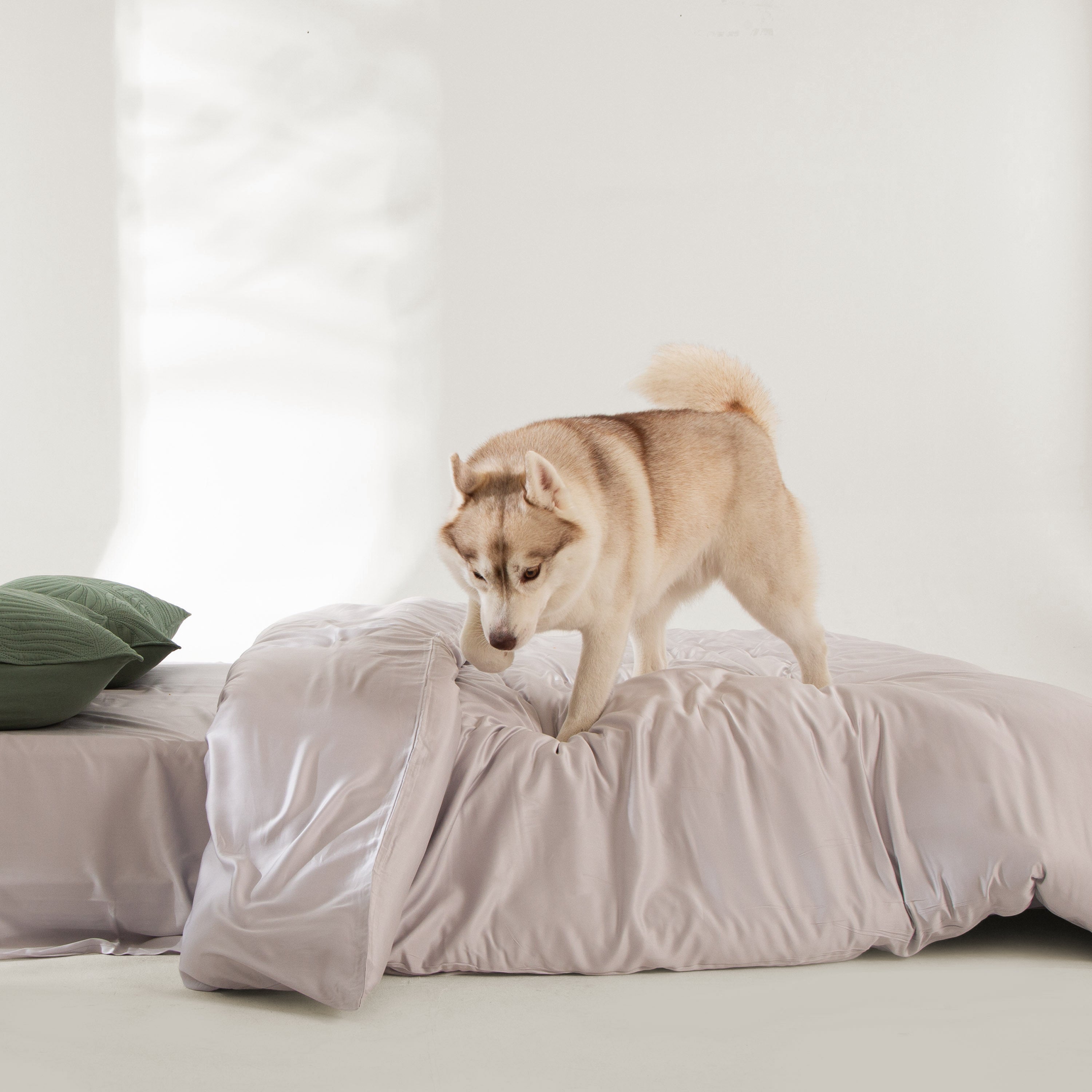 FURRFREE Quilt Set - Pet Hair Repellent for Dogs/Cats Family - Limited Time Offer - Image 52