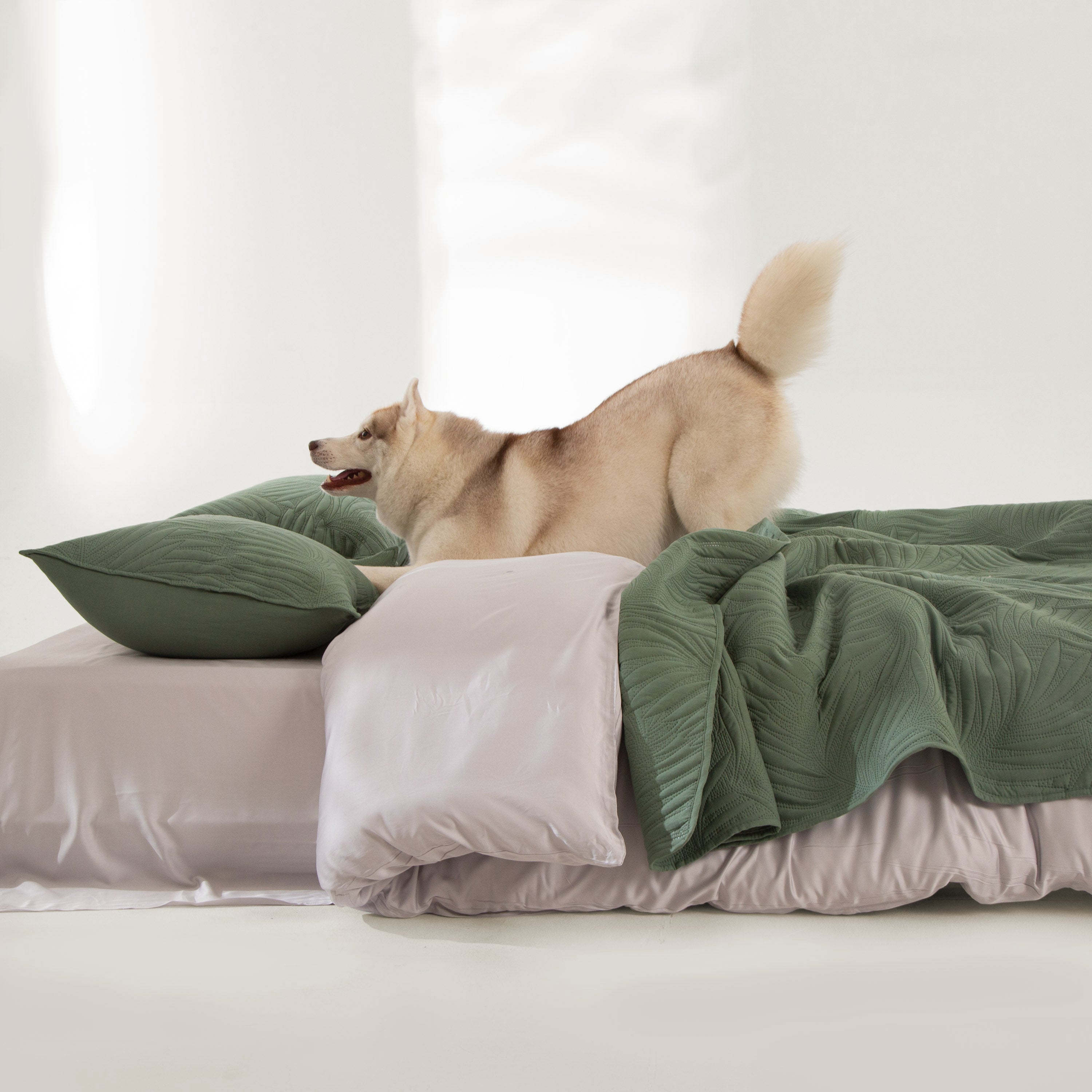 FURRFREE Quilt Set - Pet Hair Repellent for Dogs/Cats Family - Limited Time Offer - Image 51